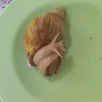 حلزون الپینو رایگان
