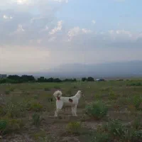 توله سگ