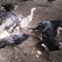 بوقلمون برنز
