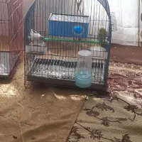 مرغ عشق