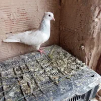 طوقی آبی