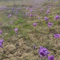 زمین کشاورزی