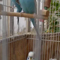 ۵ عددمرغ عشق نر وماده دررنگهای مختلف