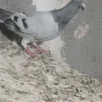 سبز رنگ روشن