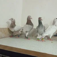 سارسرور