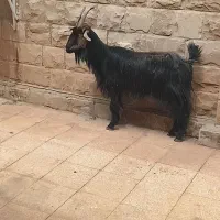 تیربز جوان گوش خلجی ۸۵۰۰
