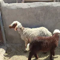 دو عدد کاور بره  شیرا  برها یکی نر یکی ماده