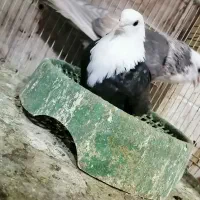 کبوتر کلاغ شامی پلنگ کاکلی پنگوئنی ماده