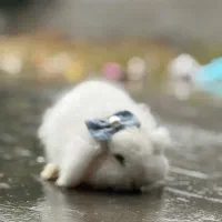 خرگوش