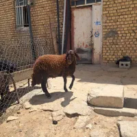 بره ماده هترو درجه یک