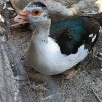 معاوضه با مرغ
