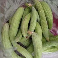 خیار تازه فروش فوری