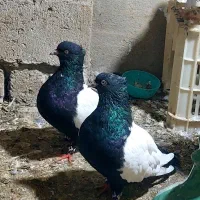 جفت سینه سیاه