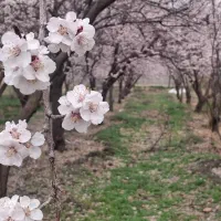 فروش باغ ۲۰۰۰ متری .فرصتی برای سرمایه‌گذاری