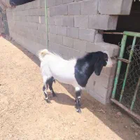 چپش دبر درجه یک