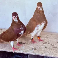 کبوتر شهری زرد