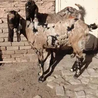 فروش بز|حیوانات مزرعه|سبزوار, قصبه شرقی|دیوار