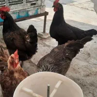 مرغ تخمگذار