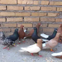 ۲۰کبوتر دوری اندیمشک
