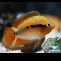 ماهی نایف وماهی افرا