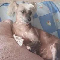 گمشده