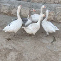 غاز