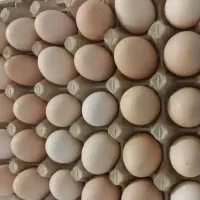 تخم مرغ محلی