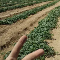 همکار برا جمع کردن خیار