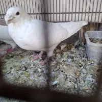 هومر نر