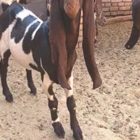 یک عدد بز  با کره نر