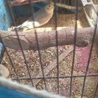 ۳عدد عروس زیبا جهت فروش