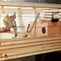 قفس عروس هلندی جفتکنی  ولانه