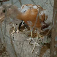 جوجه لاری ۴ ماهه و ۱ ماهه