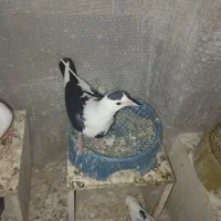 کبوتر