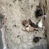 بوقلمون