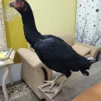 تاغچه مرغ لاری