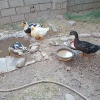چهار عدد اردک ۵ماهه گوشتی
