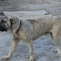سگ جهت نگهبانی در باغ و ...