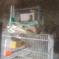 عروس هلندی