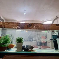 اکواریوم  بزرگ سالم تازه ساخت