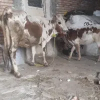 گاو