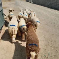 ۱۰راس بره نر یک راس ماده دورگ(رودبار شاهباد )