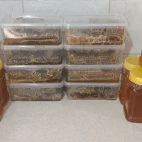 عسل