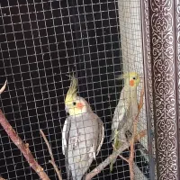 عروس هلندی