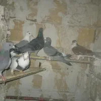 6 عدد کبوترهمه باهم