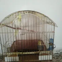 عروس هلندی جفت