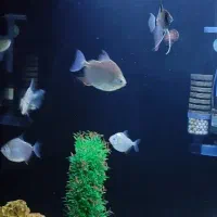 اکواریوم وماهی