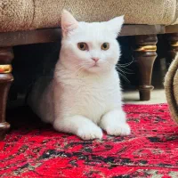 حیوانات