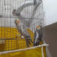 جفت عروس هلندی با جوجه