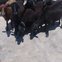 11راس گوسفند قره قزل